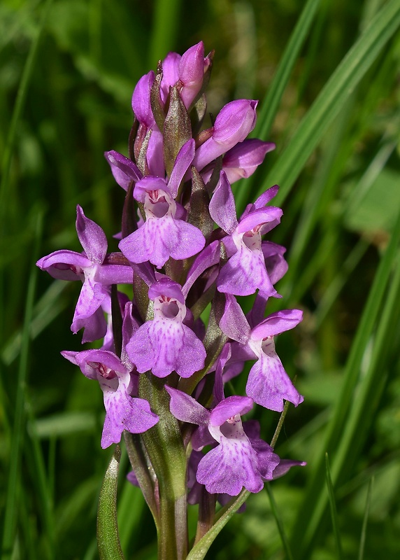 vstavačovec Dactylorhiza sp.