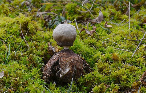 hviezdovka Geastrum sp.