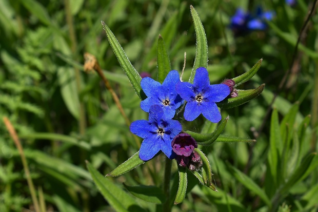 kamienka modropurpurová Lithospermum purpurocaeruleum L.