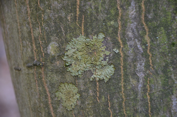 diskovka zlatistá Melanelia subaurifera (Nyl.) Essl.