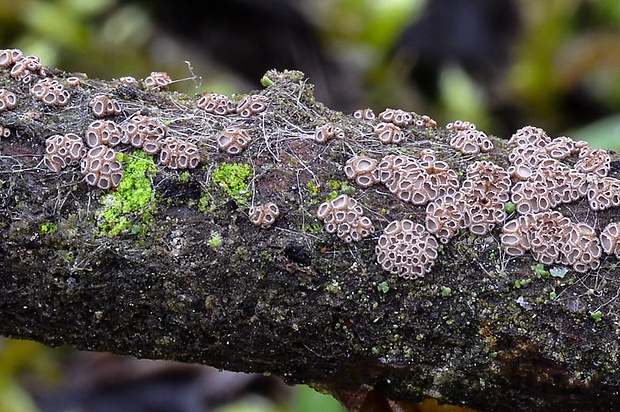 padrobnica Merismodes sp.