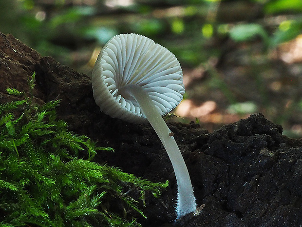 prilbička Abramsova Mycena abramsii (Murrill) Murrill