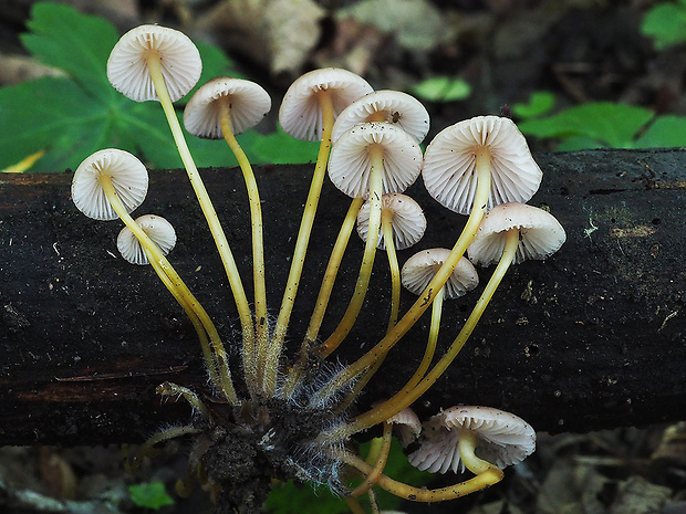 prilbička žltohlúbiková Mycena renati Quél.