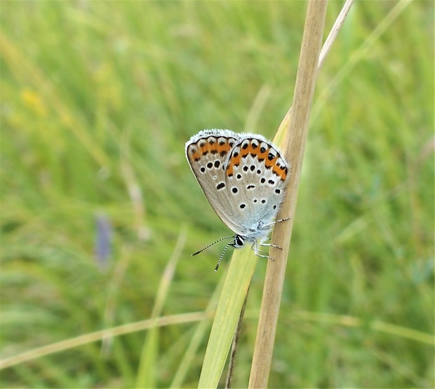 modráčik vresoviskový Plebejus argyrognomon