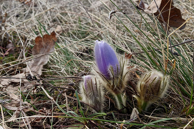 poniklec veľkokvetý Pulsatilla grandis Wender.