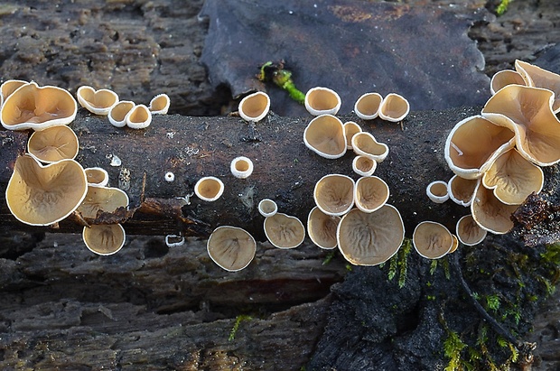 škľabka plstnatá Schizophyllum amplum (Lév.) Nakasone