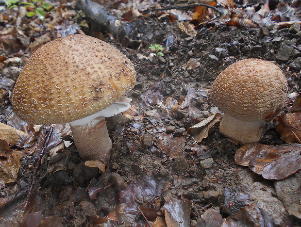 muchotrávka červenkastá Amanita rubescens Pers.