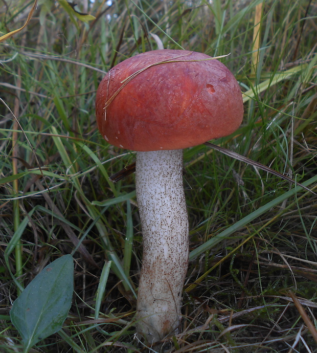 kozák dubový Leccinum aurantiacum (Bull.) Gray