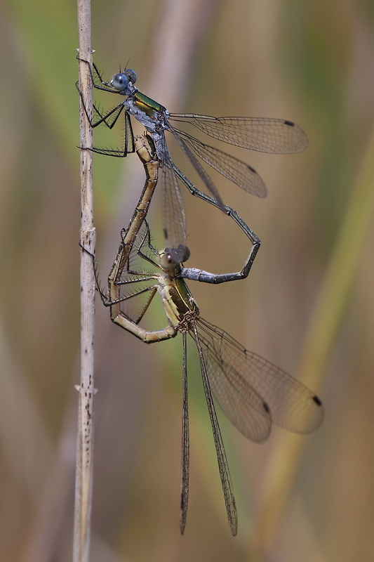 šidlovka pásikavá Lestes sponsa