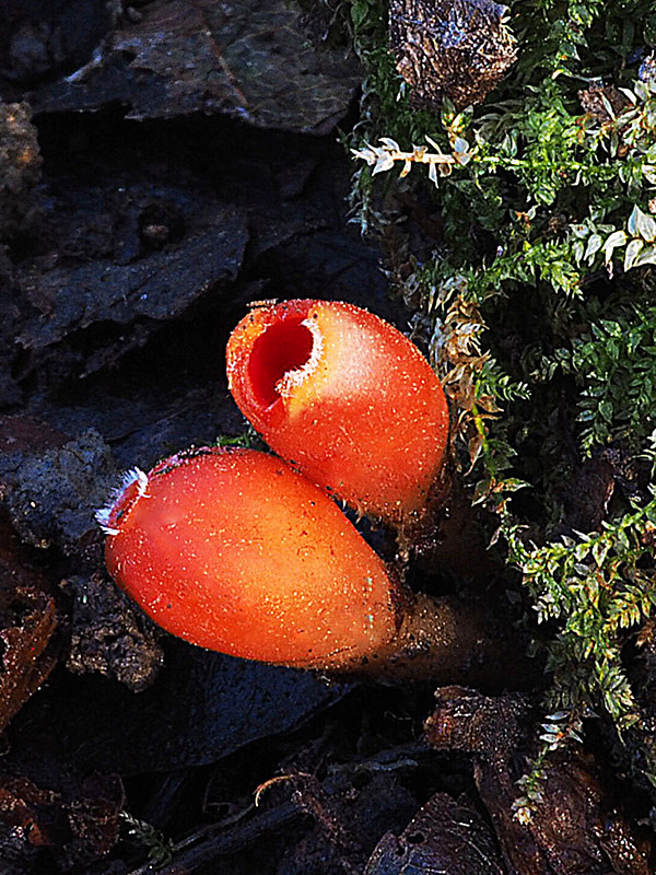 ohnivček zimný Microstoma protractum (Fr.) Kanouse