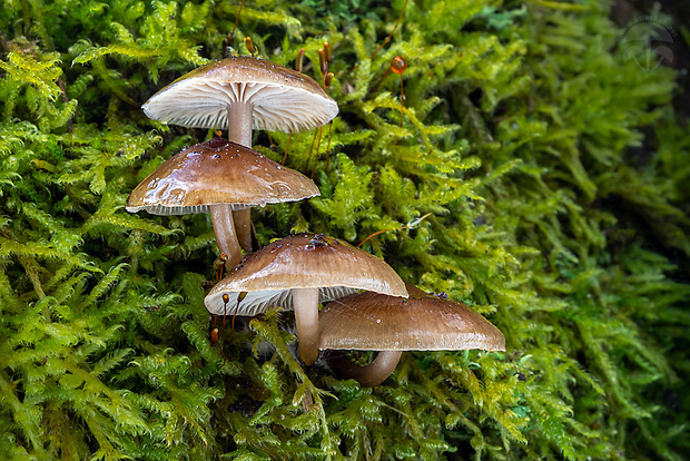 prilbička hnedosivá Mycena tintinnabulum (Paulet) Quél.