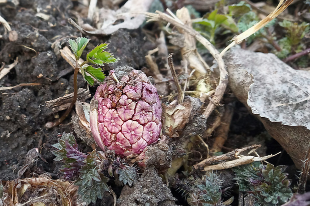 deväťsil lekársky Petasites hybridus (L.) P. Gaertn., B. Mey. et Scherb.