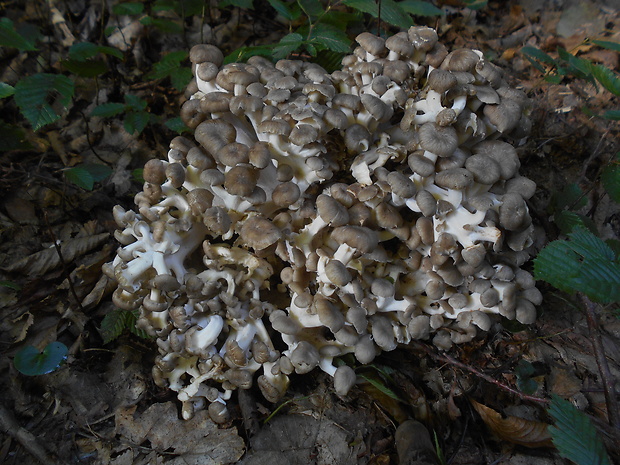 trúdnik klobúčkatý Polyporus umbellatus (Pers.) Fr.