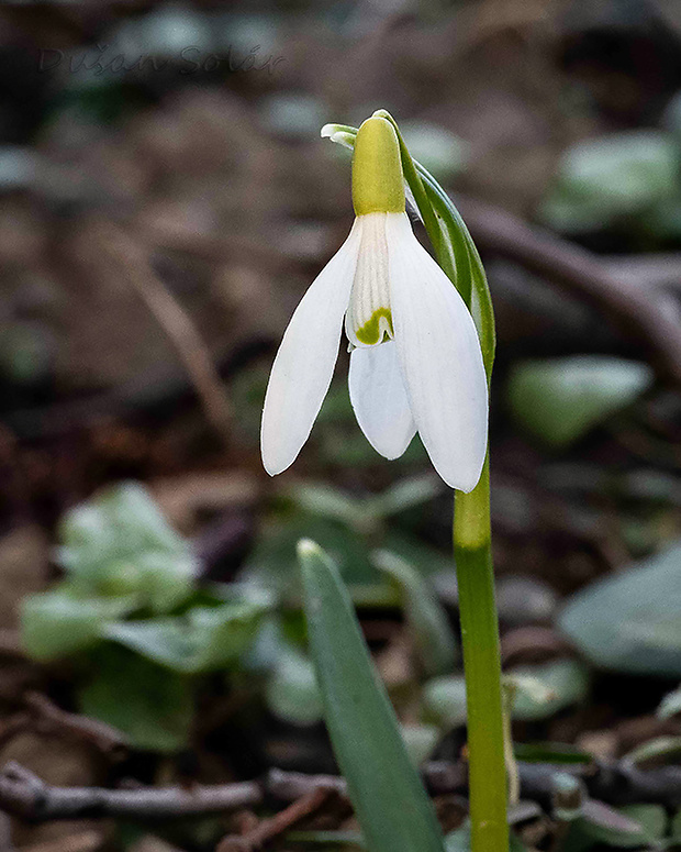 snežienka jarná Galanthus nivalis L.