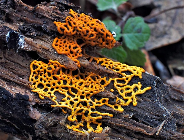 slizovka Hemitrichia serpula (Scop.) Rostaf.