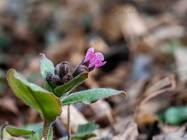 pľúcnik lekársky Pulmonaria officinalis L.