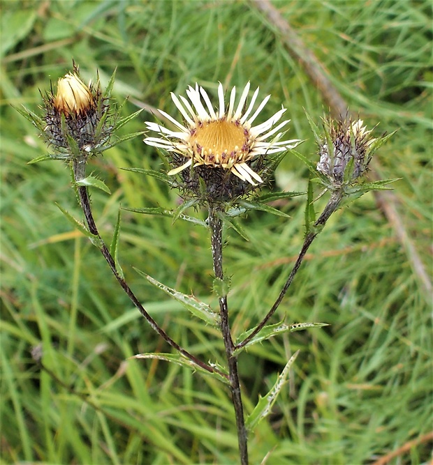 krasovlas obyčajný Carlina vulgaris L.