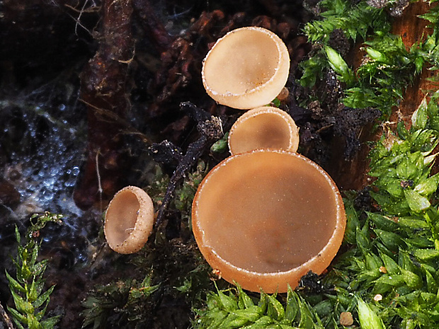 jahňadka obyčajná Ciboria amentacea (Balb.) Fuckel