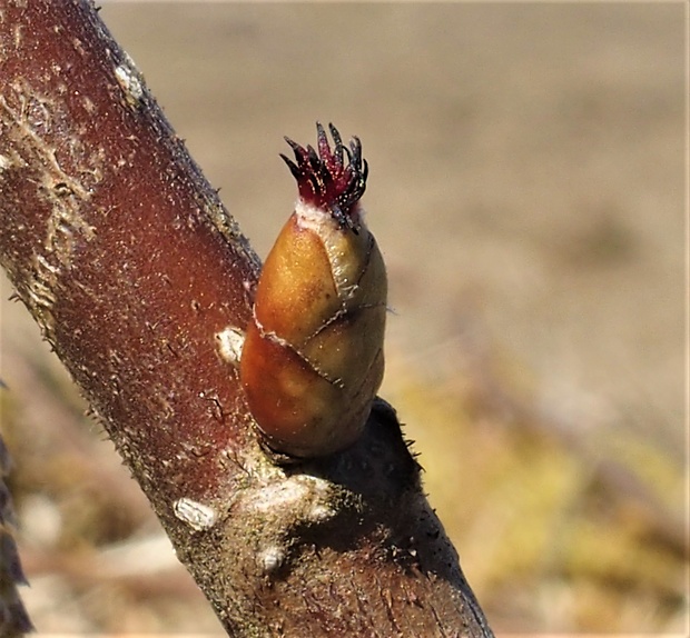 lieska obyčajná Corylus avellana L.