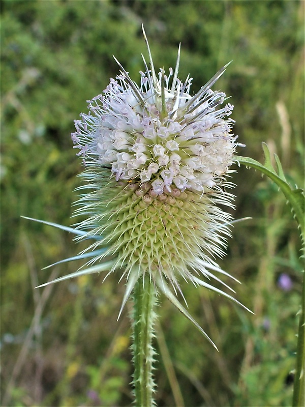 štetka laločnatá Dipsacus laciniatus L.