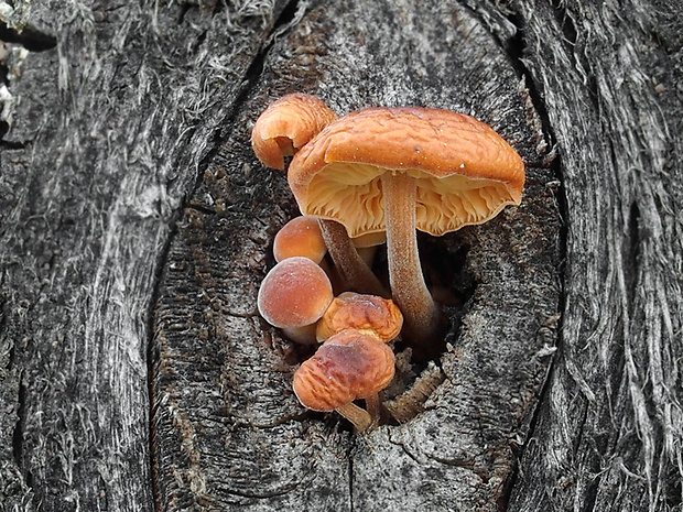 plamienka Flammulina sp.