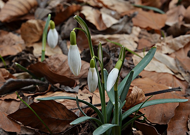 snežienka jarná Galanthus nivalis L.