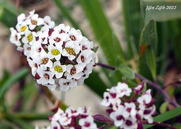 lobulária prímorská Lobularia maritima (L.) Desv.