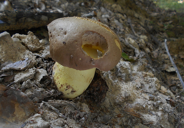 hríb príveskatý Butyriboletus appendiculatus (Schaeff. ex Fr.) Secr.