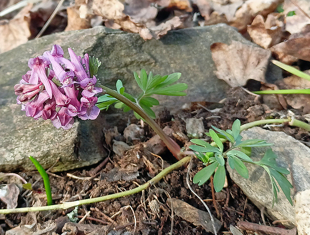 chochlačka plná Corydalis solida (L.) Clairv.