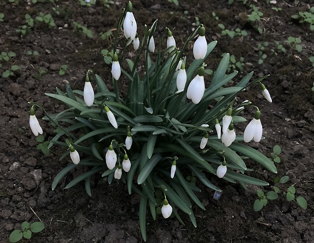 snežienka jarná Galanthus nivalis L.