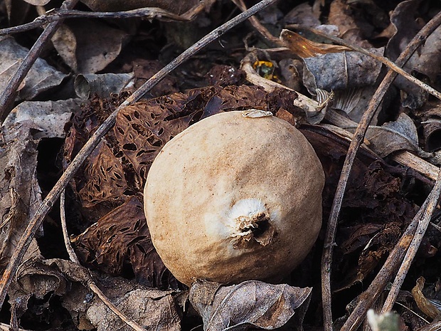 hviezdovka červenkastá Geastrum rufescens Pers.