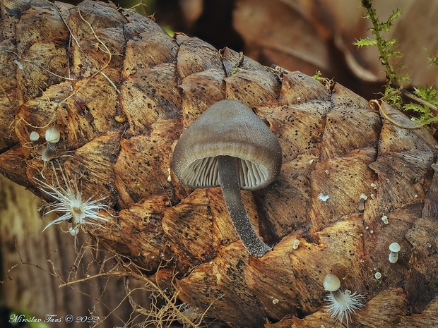 prilbička šišková Mycena strobilicola J. Favre & Kühner