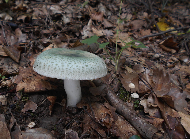 plávka zelenkastá Russula virescens (Schaeff.) Fr.