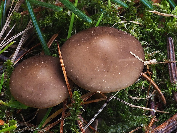 peniazočka smreková Strobilurus esculentus (Wulfen) Singer