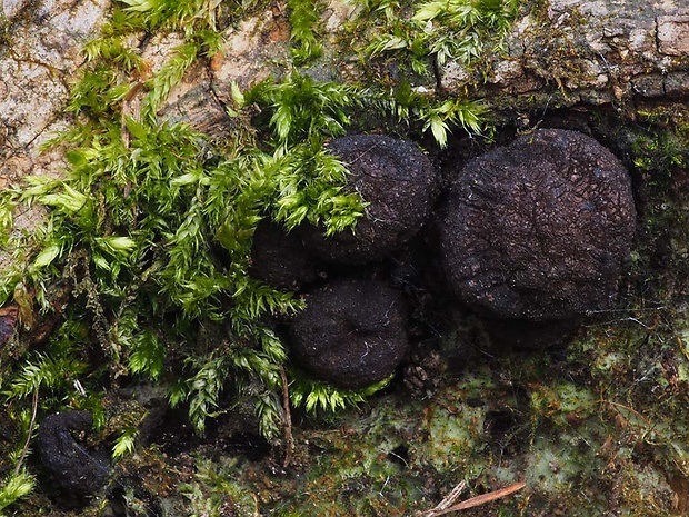 drevnatec Xylaria sp.