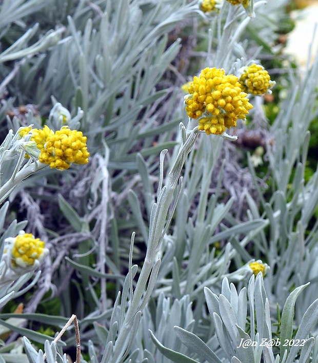 Helichrysum melitense     (Pignatti) Brullo, Lanfr., Pavone &amp; Ronsisv.