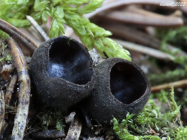 misôčka černastá Pseudoplectania nigrella (Pers.) Fuckel