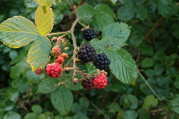 ostružina  černicová  Rubus fruticosus