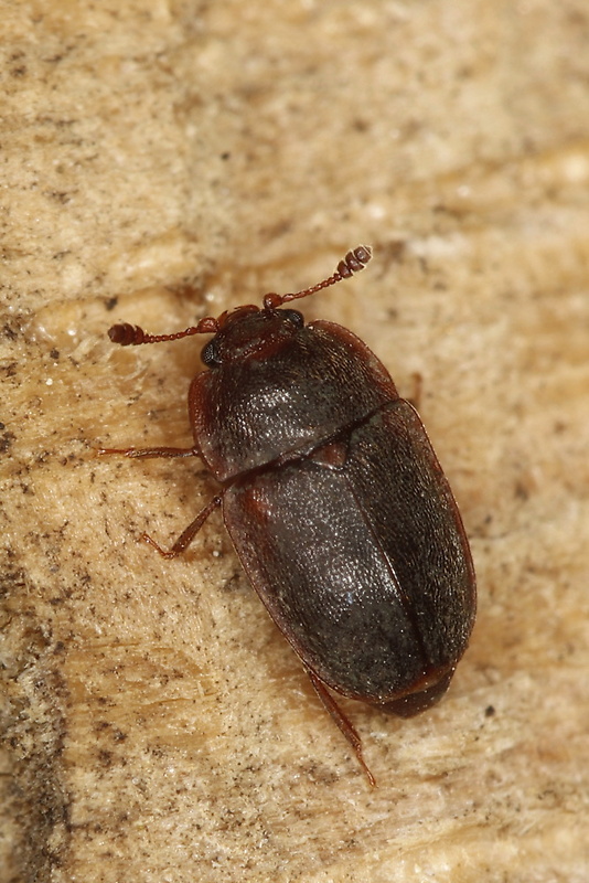 - Epuraea neglecta