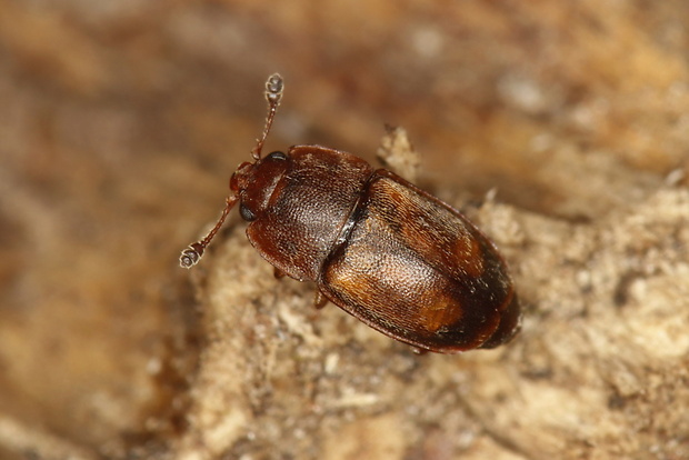 - Epuraea terminalis