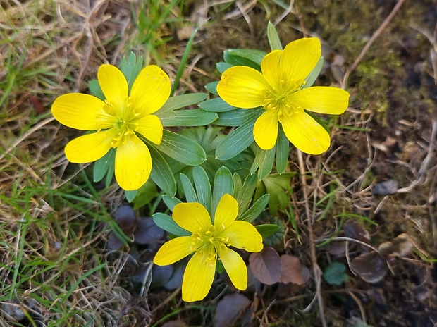 tavolín zimný Eranthis hyemalis (L.) Salisb.