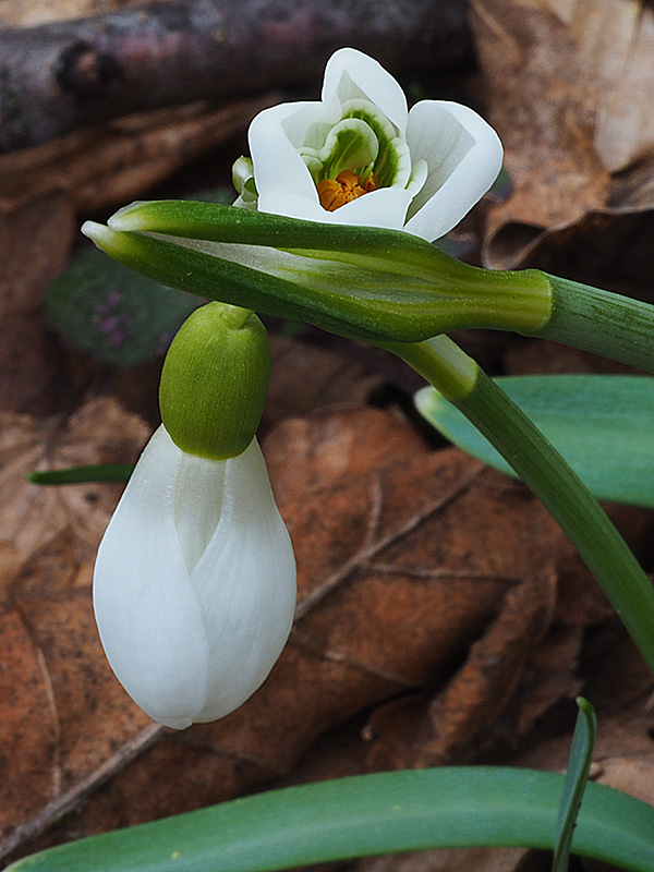 snežienka jarná Galanthus nivalis L.