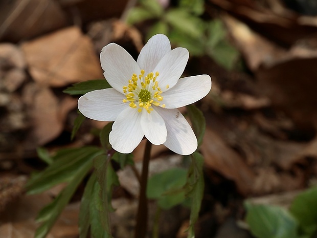 veternica hájna Anemone nemorosa L.