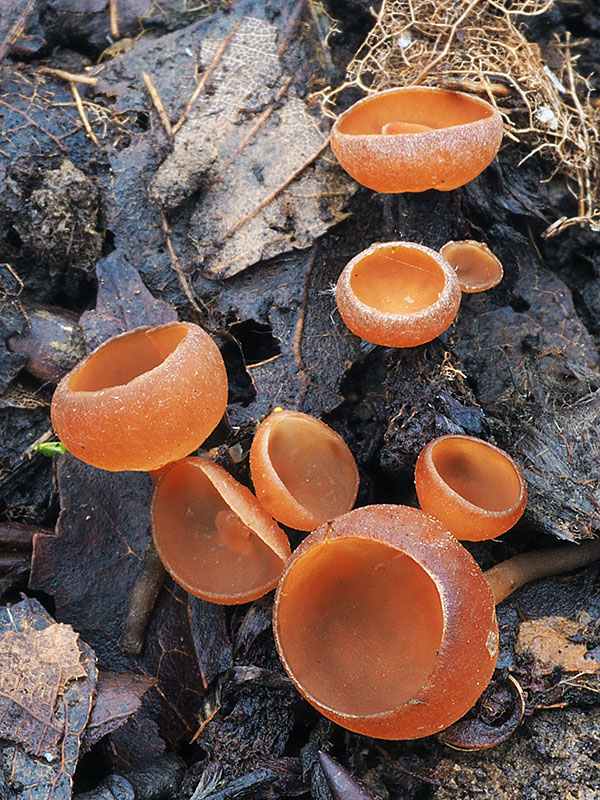 jahňadka Ciboria sp.