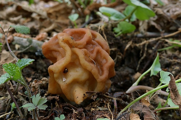 ušiak obrovský Gyromitra gigas (Krombh.) Cooke