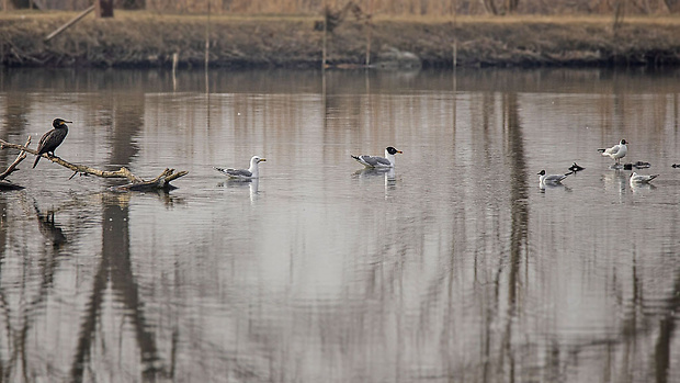 čajka orlia Ichthyaetus ichthyaetus