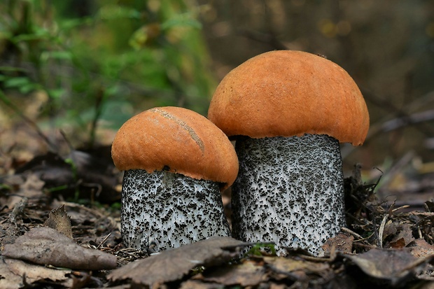 kozák žltooranžový Leccinum versipelle (Fr. & Hök) Snell