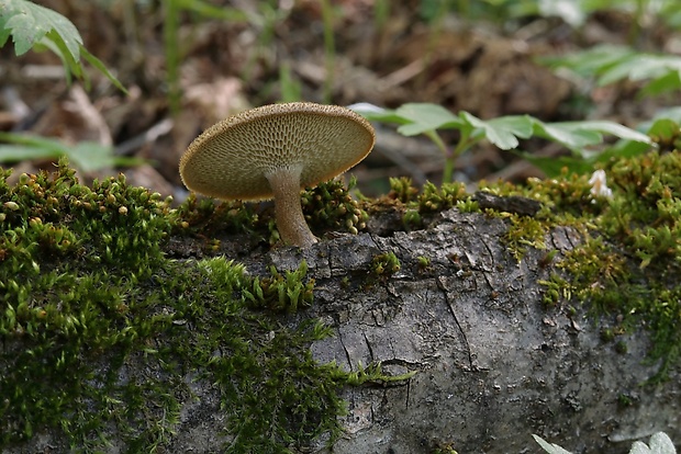 trúdnik plástovitý Lentinus arcularius (Batsch) Zmitr.