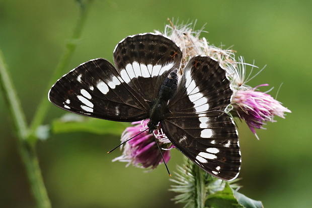 bielopásavec zemolezový Limenitis camilla