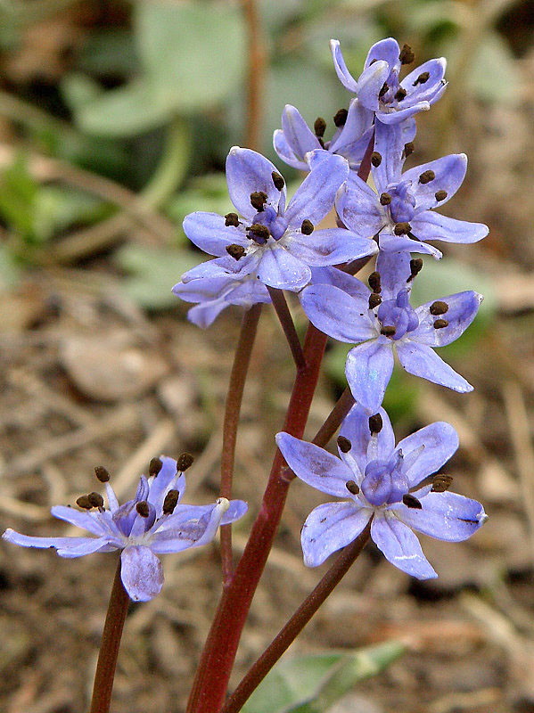 scila viedenská Scilla vindobonensis Speta